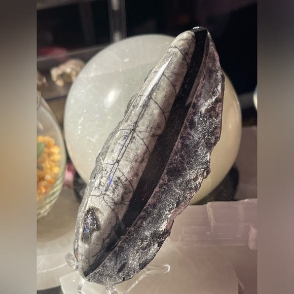 Authentic orthoceras fossils preserved in a rock matrix - Picture 4 of 12